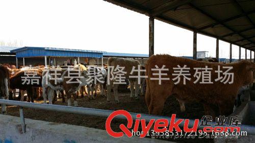 買驢肉認準嘉祥聚隆牧業 批發{sx}