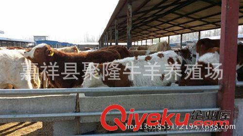 肉驢價格---養殖技術--效益分析