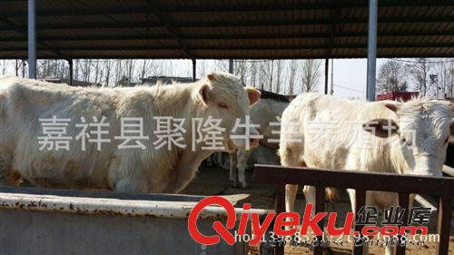 肉驢價格---養殖技術--效益分析