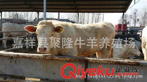2014{zx1}肉驢價(jià)格@養(yǎng)殖一頭肉驢能賺多少錢原始圖片3