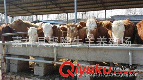 優質肉驢出售  量大從優  質量保證  歡迎選購原始圖片3
