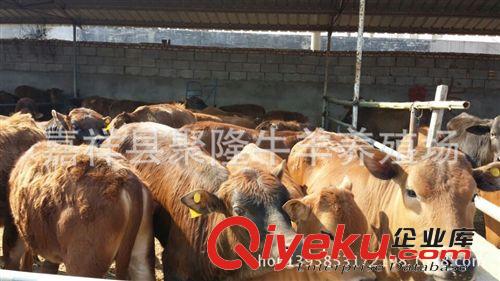 肉驢吃什么張的快:肉驢吃什么草現(xiàn)在一頭驢多少錢原始圖片2