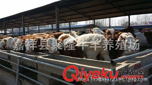 肉驢價格 肉驢價格型號規格原始圖片3