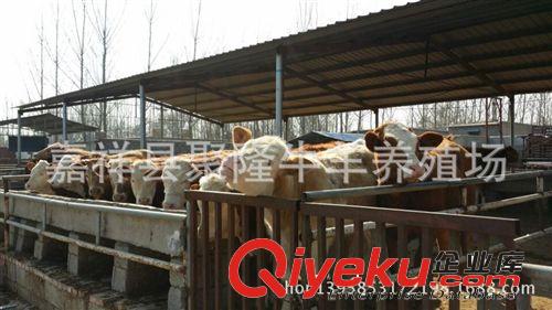 湖北肉驢_肉驢價格_優(yōu)質(zhì)肉驢批發(fā)/采購