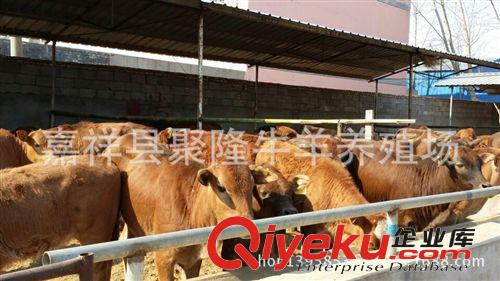 肉驢價格批發(fā)市場_肉驢價格買賣價格_