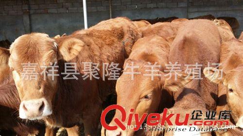 肉驢價格低,是專業(yè)改良肉驢大型肉驢養(yǎng)殖場