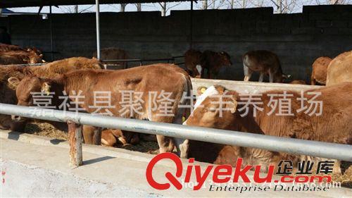 肉驢價格低,是專業改良肉驢大型肉驢養殖場