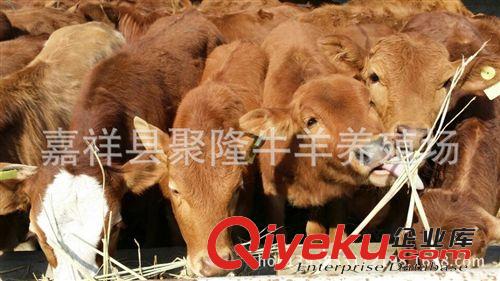 山西肉驢價格行情