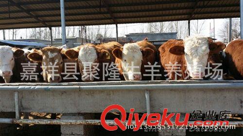 肉驢多少錢一頭現在肉驢價格,原始圖片3