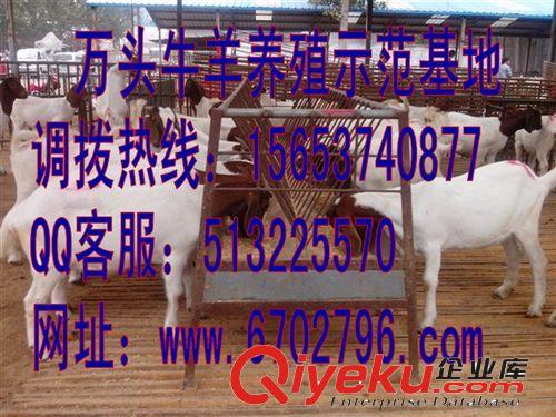 波爾山羊多少錢一只 波爾山羊養(yǎng)殖技術(shù) 價格行情原始圖片2