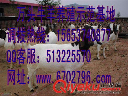 波爾山羊多少錢一只 波爾山羊養(yǎng)殖技術(shù) 價格行情原始圖片3