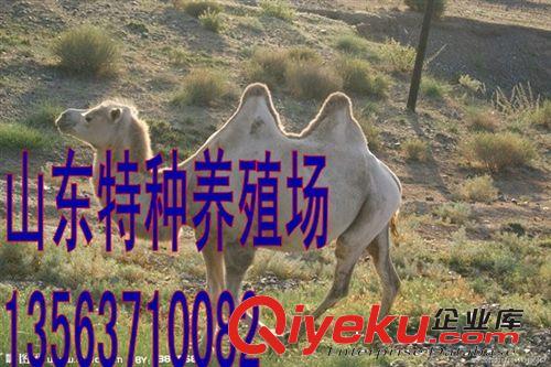 駱駝價格，駱駝養(yǎng)殖場，駱駝供應原始圖片2