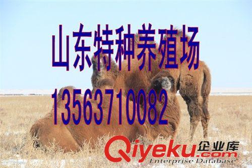 駱駝價格，駱駝養殖場，哪里有賣照相駱駝的原始圖片3