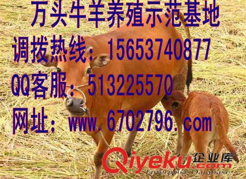 肉牛養殖利潤分析，求購肉牛 肉牛的養殖成本