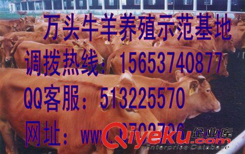 肉牛養殖利潤分析，求購肉牛 肉牛的養殖成本原始圖片2