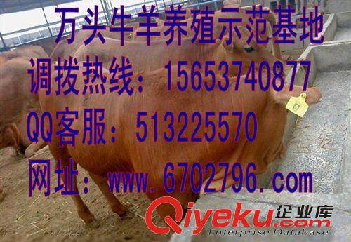 肉牛養殖利潤分析，求購肉牛 肉牛的養殖成本原始圖片3
