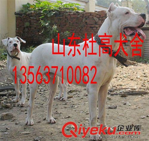 純種杜高犬供應，杜高犬價格，杜高犬養殖場