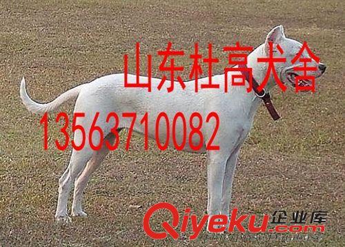 杜高犬訓(xùn)練抓野豬，杜高犬打獵視頻原始圖片2
