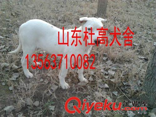 哪里有杜高犬養(yǎng)殖場，杜高犬幼犬多少錢一條原始圖片3