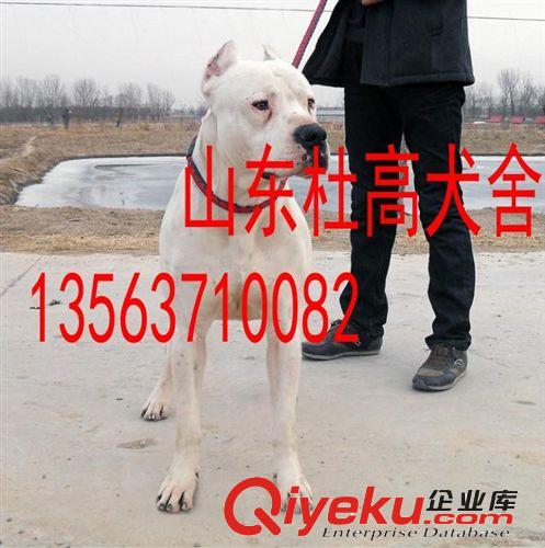 杜高犬價格，杜高犬幼犬出售，杜高犬圖片原始圖片2