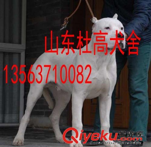 杜高犬價格，杜高犬幼犬出售，杜高犬圖片原始圖片3