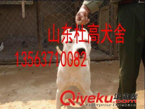 優(yōu)質(zhì)杜高犬供應(yīng)，杜高種犬價(jià)格，杜高幼崽出售原始圖片2