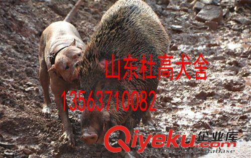 供應(yīng)杜高犬，杜高幼犬，杜高犬價(jià)格，杜高犬圖片