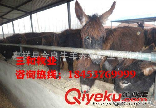 邢臺優質肉驢新品種培育發展{zh0}肉驢價格生長速度最快的肉驢品種