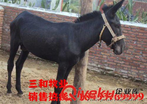 邢臺有養殖肉驢的嗎 肉驢快速飼養法養一只肉驢賺多少錢