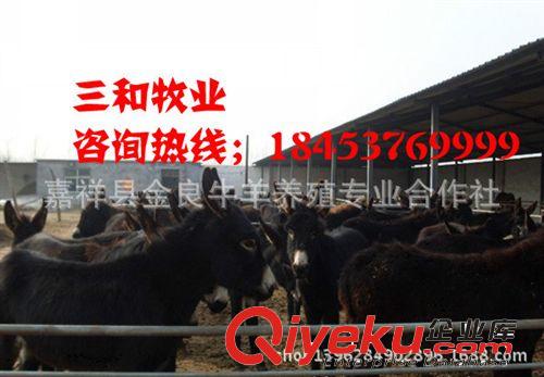 邢臺養肉驢需要多大地方100頭肉驢的養殖場建設肉驢效益分析