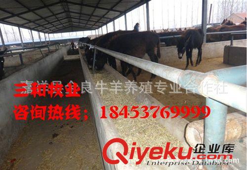 邯鄲300斤的肉驢現在多少錢一頭{zx1}肉驢養殖優惠政策肉驢供應