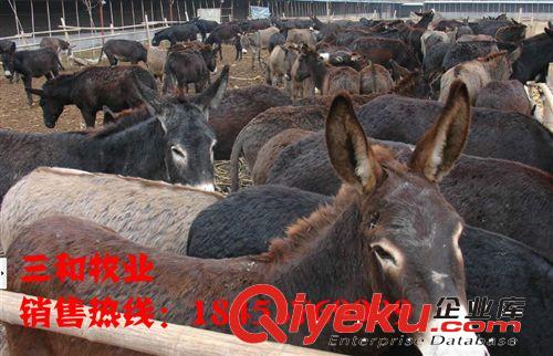 邢臺合理挑選優質的肉驢良種方法共享肉驢飼養方法