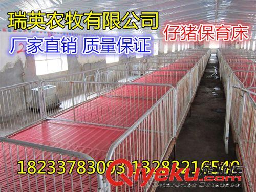 仔豬保育床 小豬保育床 養(yǎng)豬設(shè)備 養(yǎng)殖設(shè)備 母豬產(chǎn)床 獸用器械