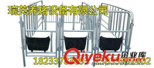 供應母豬限位欄 定位欄 養豬設備 養殖器械 單體欄