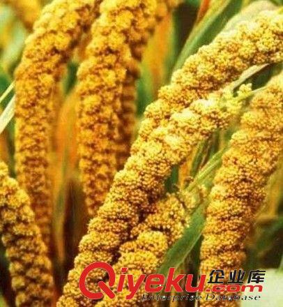 小型谷子脫粒機     新型專業打谷子機原始圖片3