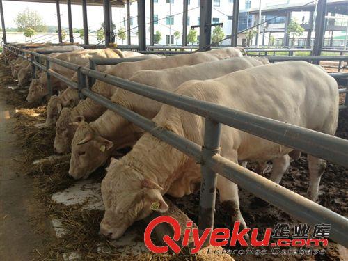 夏洛萊  廣東肉牛牛犢  肉牛苗