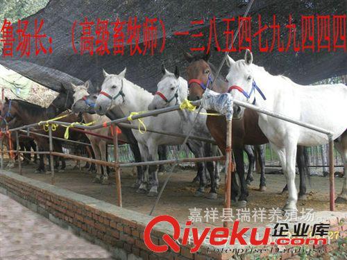 矮馬,迷你馬,養馬,養馬場,養馬技術,養馬基地,馬的品種,寵物馬