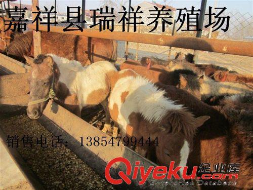 養馬場，供應小馬駒，小馬駒養殖場，小馬駒養殖基地，蒙古馬