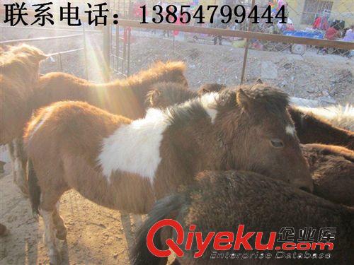 養馬場，供應小馬駒，小馬駒養殖場，小馬駒養殖基地，蒙古馬