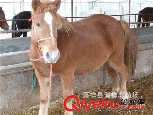 養馬 養馬技術 養馬場 養馬基地 觀賞馬 迷你馬 袖珍馬