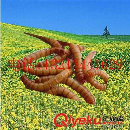黃粉蟲(chóng)養(yǎng)殖，供應(yīng)黃粉蟲(chóng)種卵，貨到付款，簽訂回收合同