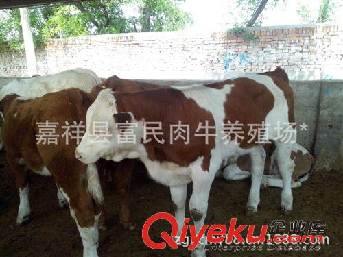 大量出售改良肉牛 免費運輸 貨到付款