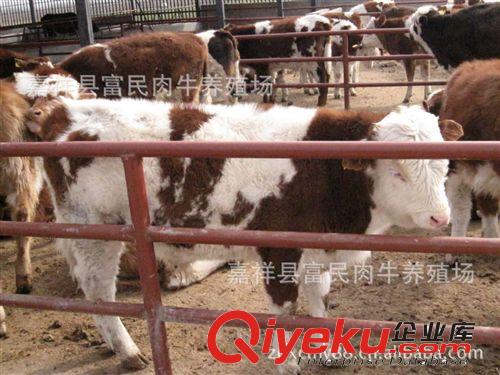 大量改良肉牛 肉牛犢 西門塔爾肉牛