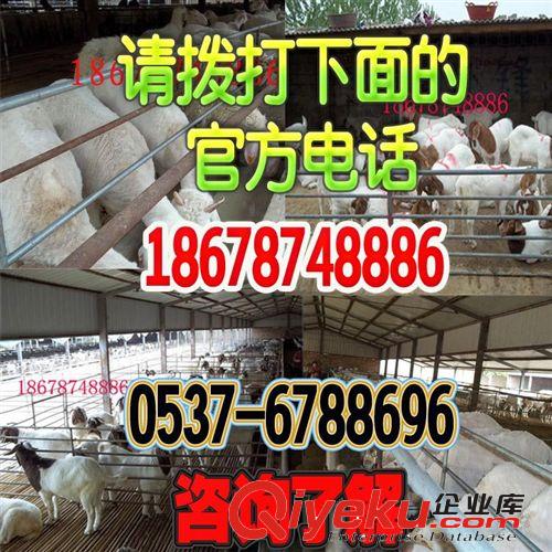 農民養羊專業戶申請書