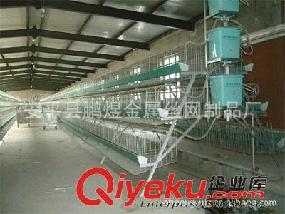 鵬煜絲網供應高鋅蛋雞籠不生銹的蛋雞籠熱鍍鋅的蛋雞籠不銹鋼雞籠