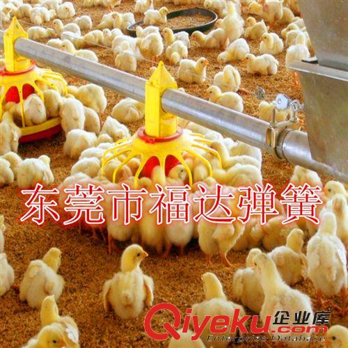 【供應(yīng)】肉雞自動上料線|種鴨自動喂料線|自動化上料線——經(jīng)濟型原始圖片3