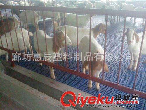 全舍飼高床漏縫地板養羊 羊場規劃設計施工及注意事項廊坊惠辰