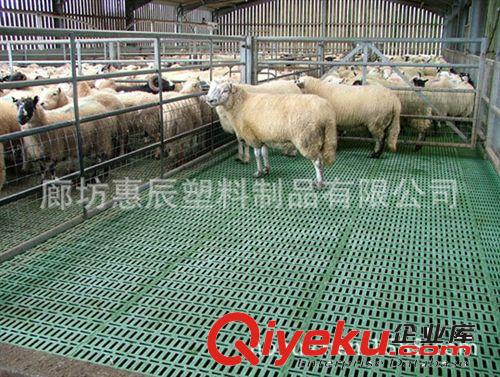 全舍飼高床塑料漏糞地板養羊 高標準羊舍規劃設計建造廊坊惠辰