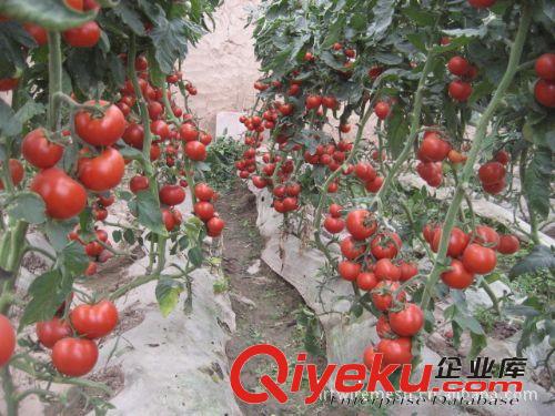 供應花園支架、植物生長支架，螺旋支架豆角架、西紅柿架