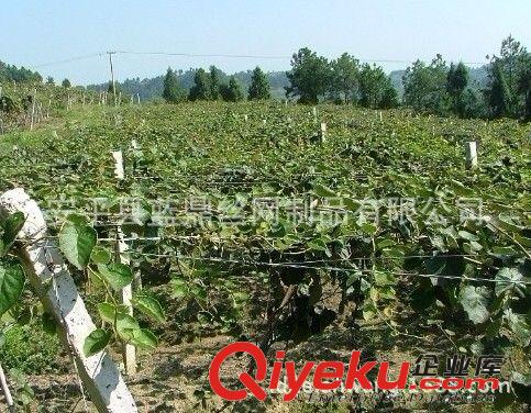 供應(yīng)葡萄藤專用鋼絲|荔枝專用不生銹鋼絲|蔬菜大棚絲15年不生銹原始圖片3